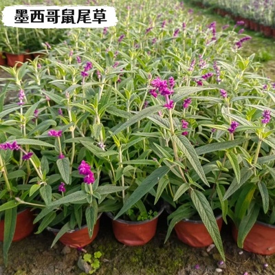 花镜墨西哥鼠尾草林荫鼠尾草