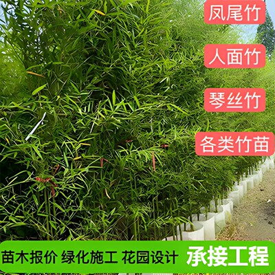 琴丝竹紫竹金镶玉竹人面竹绿植