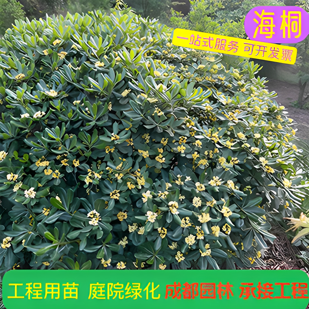 海桐球树苗庭院绿化工程苗木成都