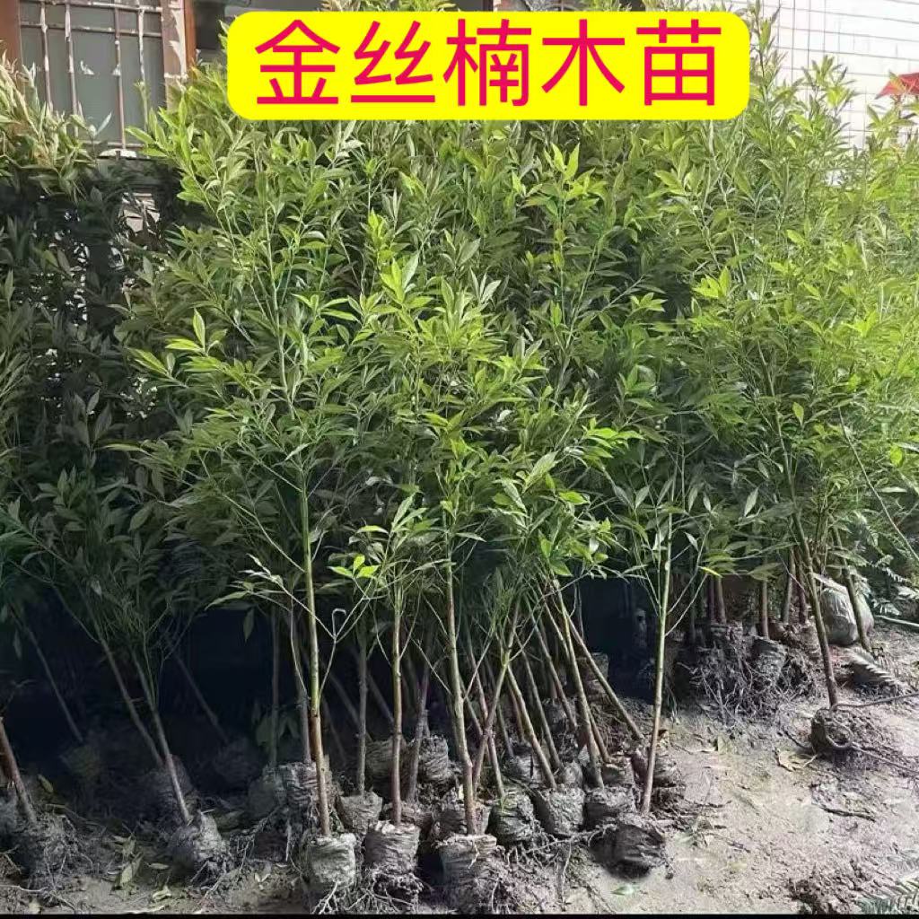 四川正宗金丝楠木树苗盆栽