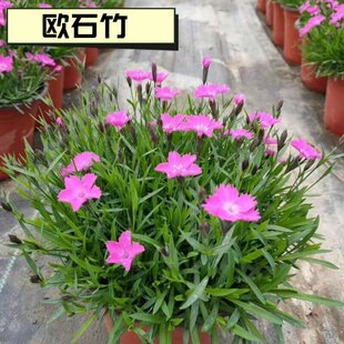 中秋国庆装饰花卉欧石竹苗四季常青耐寒耐热开花草坪庭院景观绿化
