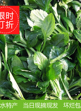 苦叶菜败酱草苦菜清热当天现摘