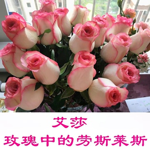 郑州自有基地月季花开品种对版新手值得养的品种百看不厌大花艳丽