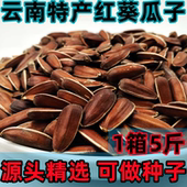 云南新鲜品种原味甜脆生红瓜子5斤带壳 向日葵子仁种子 葵花籽生