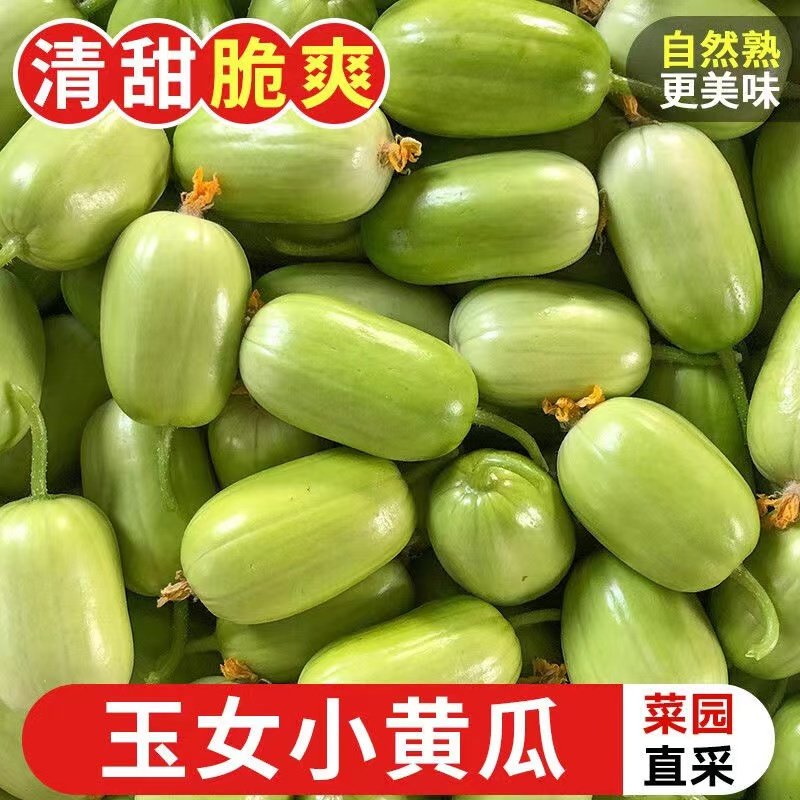 山东潍坊金童玉女黄瓜新鲜拇指小黄瓜现摘青瓜生吃孕妇蔬菜5斤,水产肉类/新鲜蔬果/熟食,黄瓜,淘宝优惠券,粉丝福利购,淘宝优惠卷