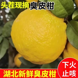 湖北新鲜臭皮柑现摘酸柑子黄皮酸泡柑清热下火润肺治咳嗽药柑包邮
