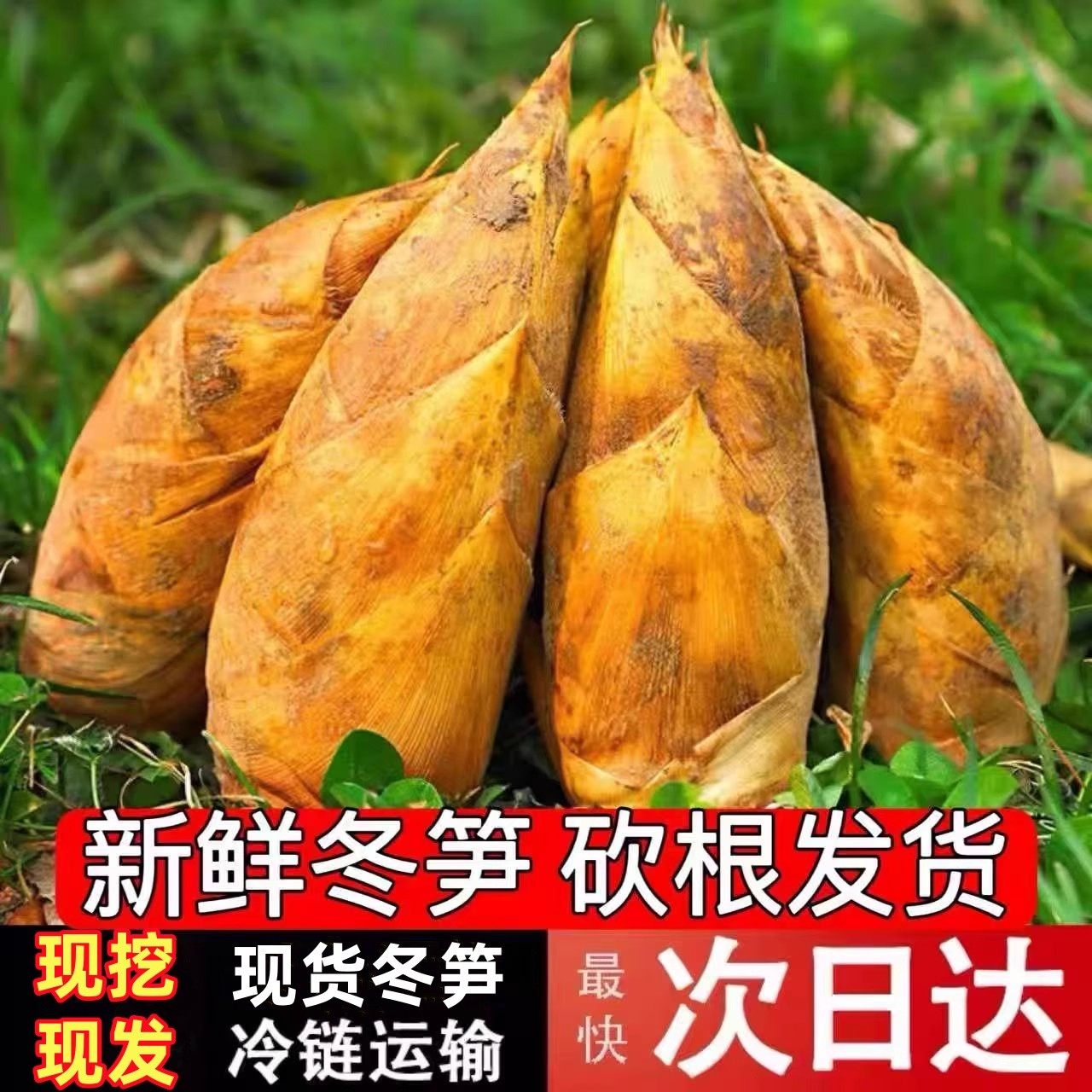 2025年冬笋新鲜现挖四川宜宾黄泥冬笋毛竹笋非浙江临安春笋5斤10