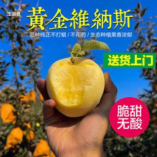 冷藏保存 山东正宗维纳斯黄金苹果新鲜水果奶油多汁纯甜苹果顺丰