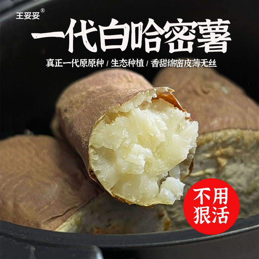 红薯山东白心哈密薯【一代种源】