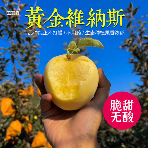 真正的山东维纳斯苹果纯甜无酸