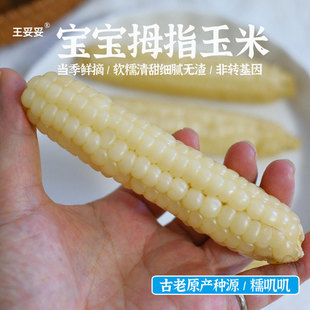 王妥妥®云南拇指玉米婴儿新鲜糯小玉米宝宝早餐 软糯非转基因