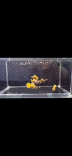 黄头玻璃猫短体孔雀鱼稀有品种凤尾鱼稀有品种黄头孔雀鱼