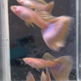 莫紫白子金粉孔雀鱼小型纯种黄化胎生鱼热带观赏淡水鱼