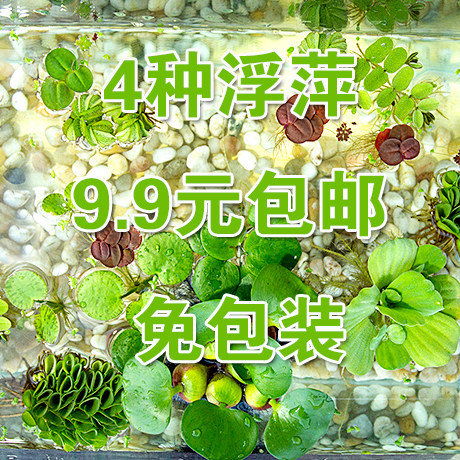 包邮乌龟金鱼肚兜萍水草