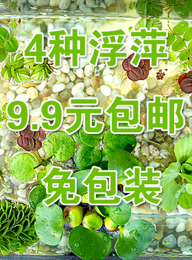 包邮水草乌龟金鱼热带鱼槐叶萍圆心萍浮萍一叶莲绿萝绿植肚兜萍