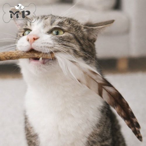 韩代宠物木天蓼羽毛逗猫棒替换头