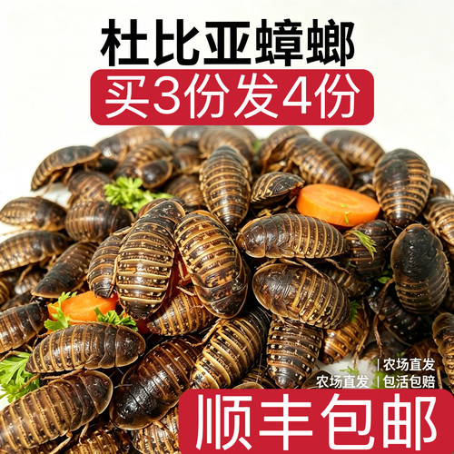 杜比亚蟑螂绿色养殖干净卫生包邮