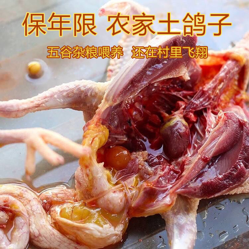农家散养新鲜现杀土鸽子肉滋补深山野外自由觅食柴鸽乳鸽笨鸽煲汤