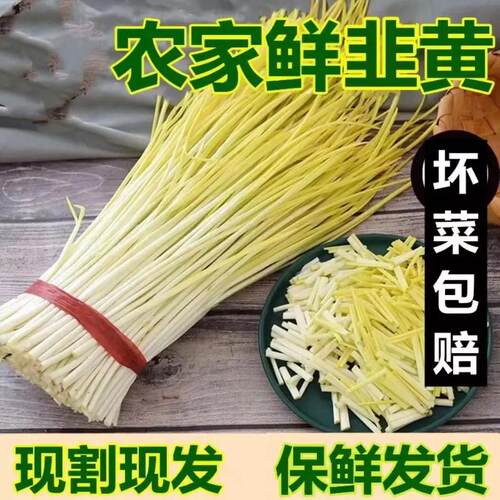 上海崇明无公害绿色 韭黄韭菜黄 新鲜蔬菜当天采摘500克（顺丰）