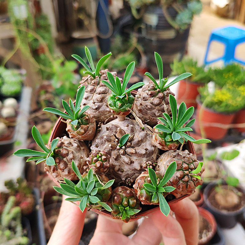 蜀美花匠多肉 大戟科菠萝 实生精养根系粗壮 峨眉山铁甲麒麟 群生