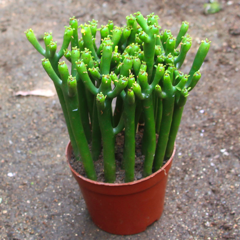 【珊瑚树】花匠园林大棚多肉植物 龙骨 三角大戟 白角麒麟 仙人柱