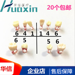 牙科材料根管牙带根管树脂带牙粒开髓腔牙髓考试离体牙专用牙