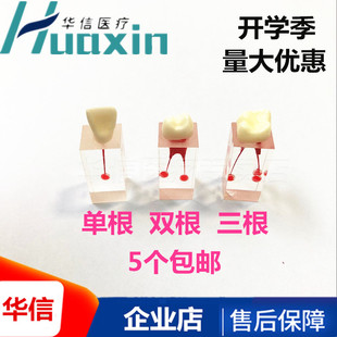 牙科根管练习模型门牙带牙冠扩大充填根管牙模型开髓牙根管离体牙