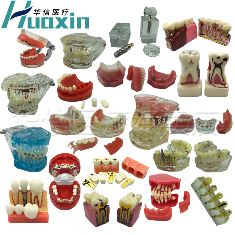 牙齿模型口腔教学假牙模型正畸模牙科种植修复练习乳牙牙齿模型