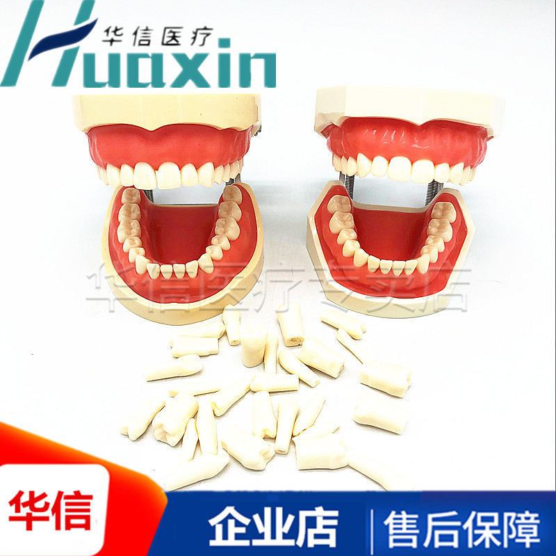 牙科材料树脂牙口腔器械种植离体牙齿牙备牙模型根管排龈开髓模型
