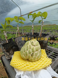 正宗泰国大目释迦苗新品种自粉番荔枝苗嫁接果树苗带土带叶子发货