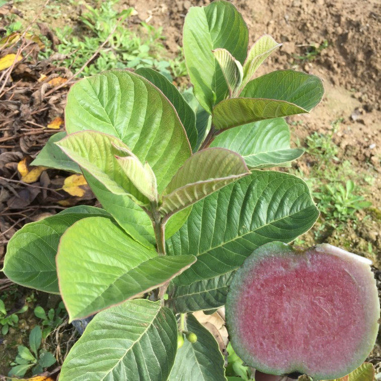 台湾新品种红宝石无籽少籽西瓜芭乐苗红心无籽番石榴苗当年挂果