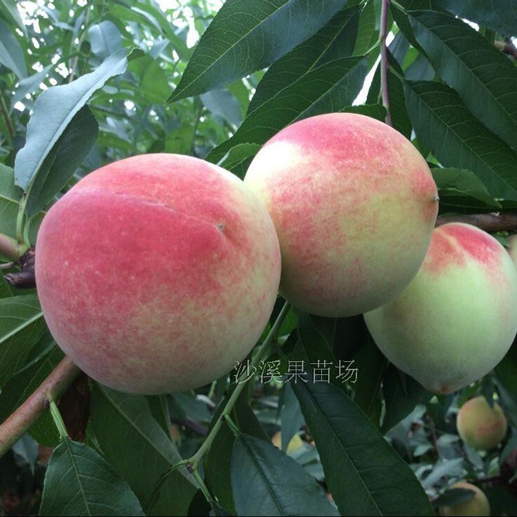 嫁接种植水蜜桃苗正宗