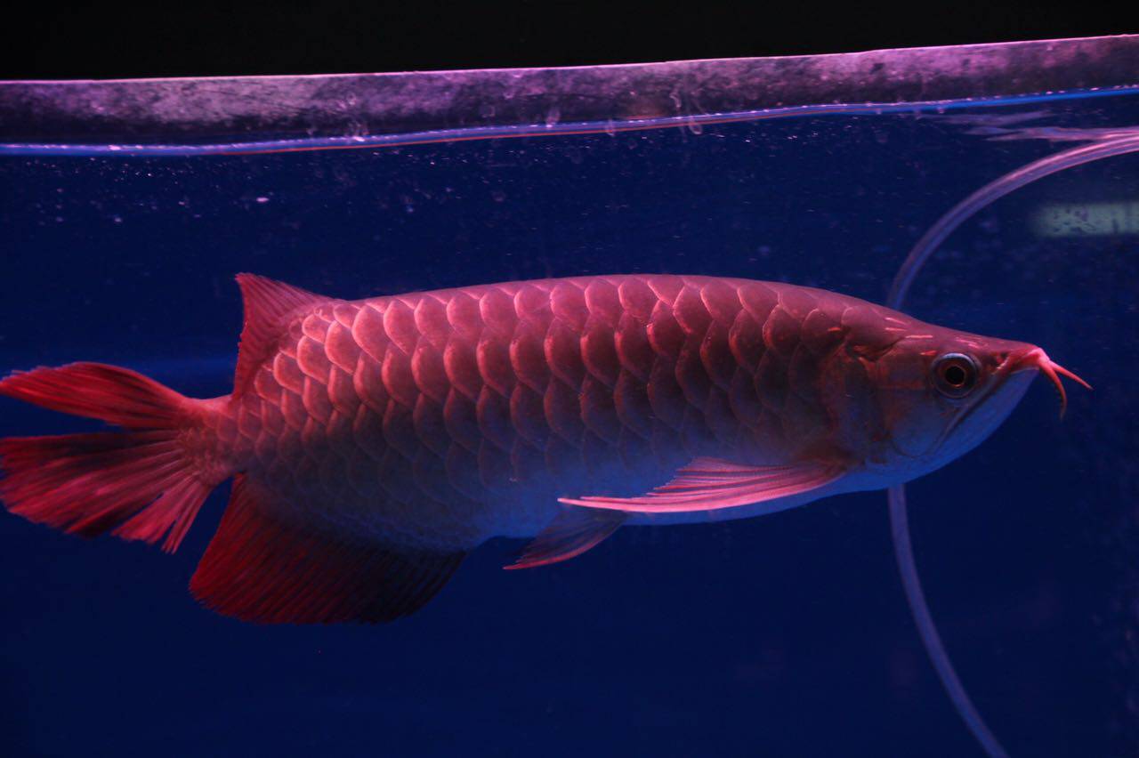 印尼纯种纯血战车红龙鱼成品鱼活体鱼观赏鱼包邮包损包风险