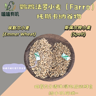 嗑嗑有叽斯佩尔特小麦法罗小麦鹦鹉零食小吃宠物鲜食营养磨嘴谷物