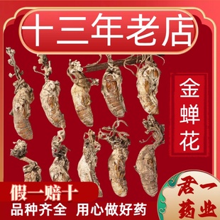 13年老店金蝉花中药材正品金婵花金蟾花虫草孢子粉知了花金蚕花
