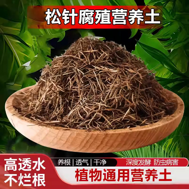 松针土君子兰专用腐叶松针图片