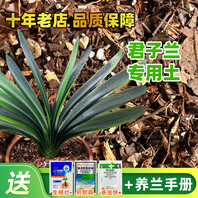 君子兰橡树叶大包发酵松针营养土图片