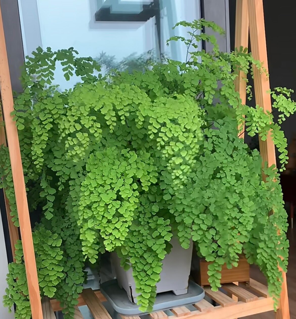 植绘飞雪铁线蕨雪花飘雪蔓舞少女发丝室内喜阴绿植盆栽植绘空间