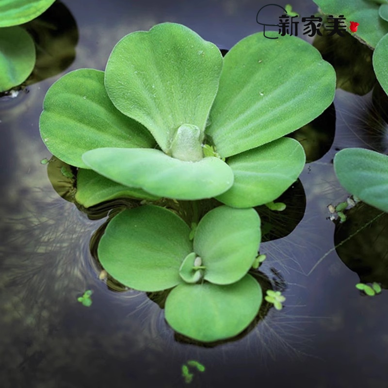 水芙蓉浮草养鱼养虾躲避水生大叶浮萍室内庭院池塘水培植物水葫芦