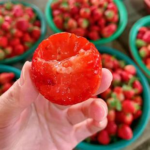 上海本地青浦赵屯澄玮红颜草莓3斤泡沫箱装,现摘现发