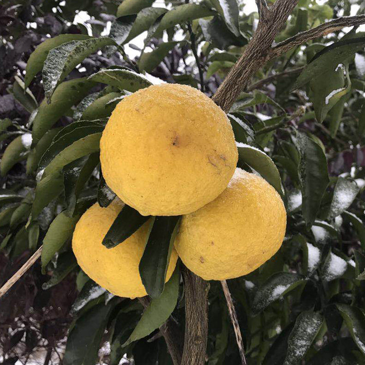 黄金贡柚苗常绿可盆栽果树苗小春香贡柑苗庭院种植杂柑桔种苗