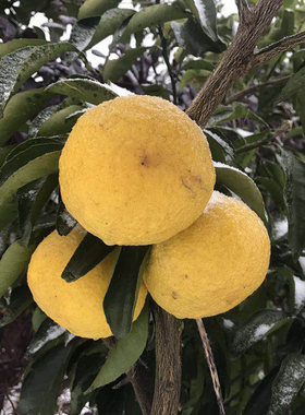 黄金贡柚苗常绿可盆栽果树苗小春香贡柑苗庭院种植杂柑桔种苗