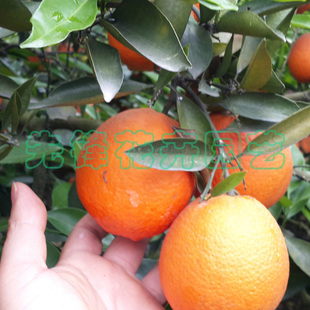 基地橙子苗反季节脐橙树苗盆栽伦晚脐橙苗果大味甜果苗常绿果树苗
