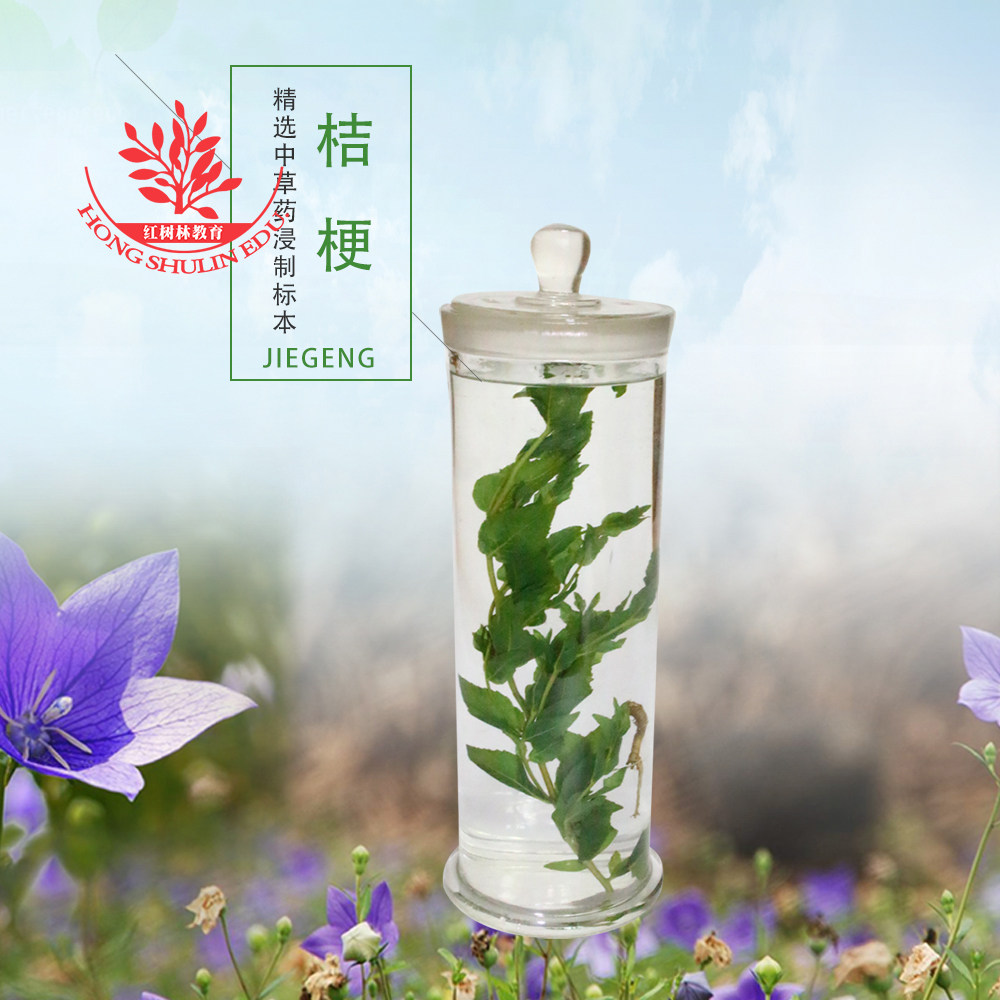 中药浸制标本桔梗用于植物标本馆展示展览装饰观赏中草药浸泡标本
