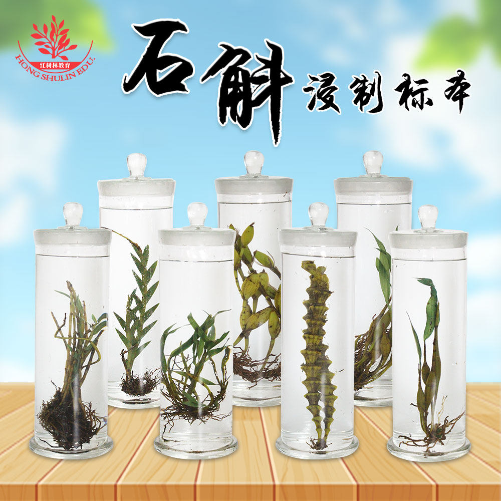 石斛浸制标本厂家直销专业标本制作多品种可选植物中草药浸制标本