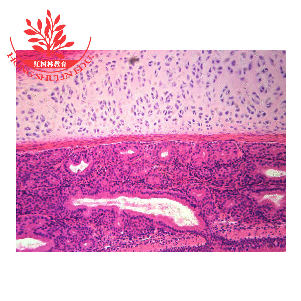 高教标准假复层纤毛柱状上皮正常组织学生物显微镜标本片十片起卖