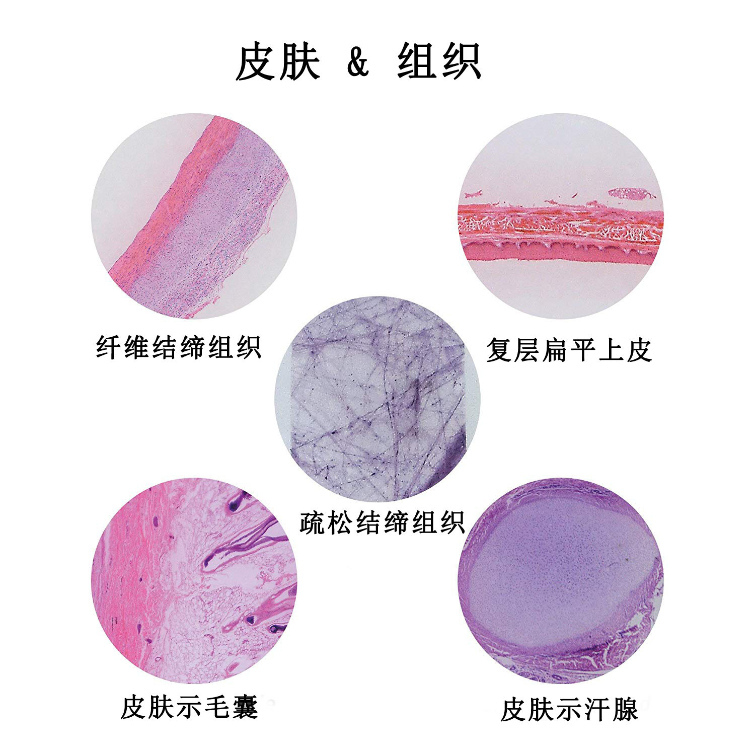 5片皮肤组织类生物切片套装he染色玻片清晰易观察生物显微镜标本