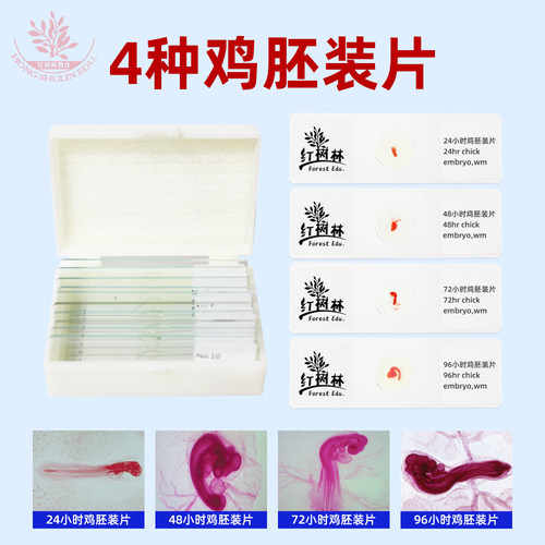 48小时鸡胚72小时96小时鸡胚装片