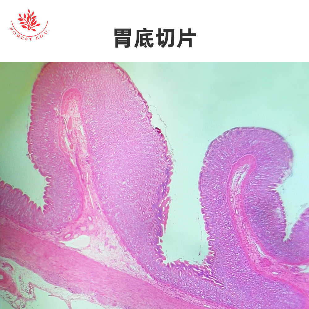 人体消化系统类组织切片胃底切片食管横切人口腔粘膜上皮显微玻片
