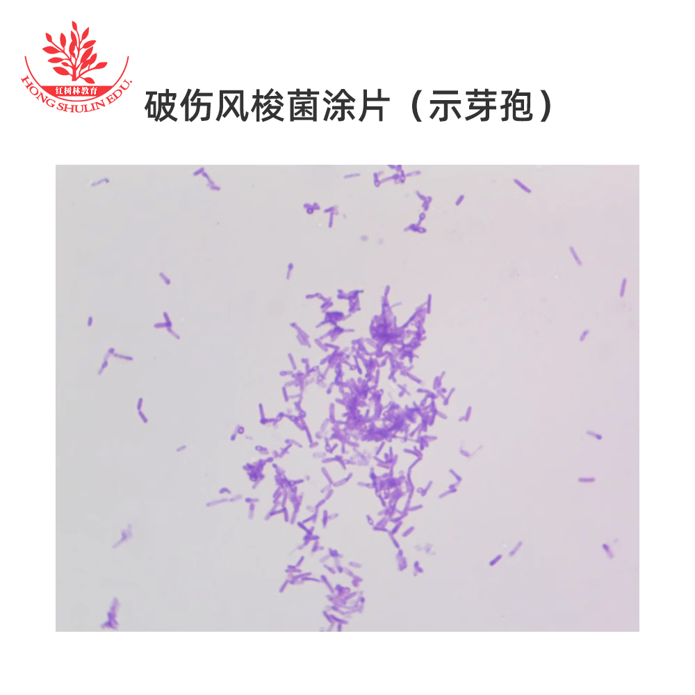 破伤风梭菌玻片细菌微生物标本玻片高教标准革兰染色医学微生物学